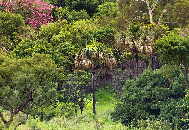 Para serviços, Parque Ecológico Ezechias Heringer fecha nesta terça (18)