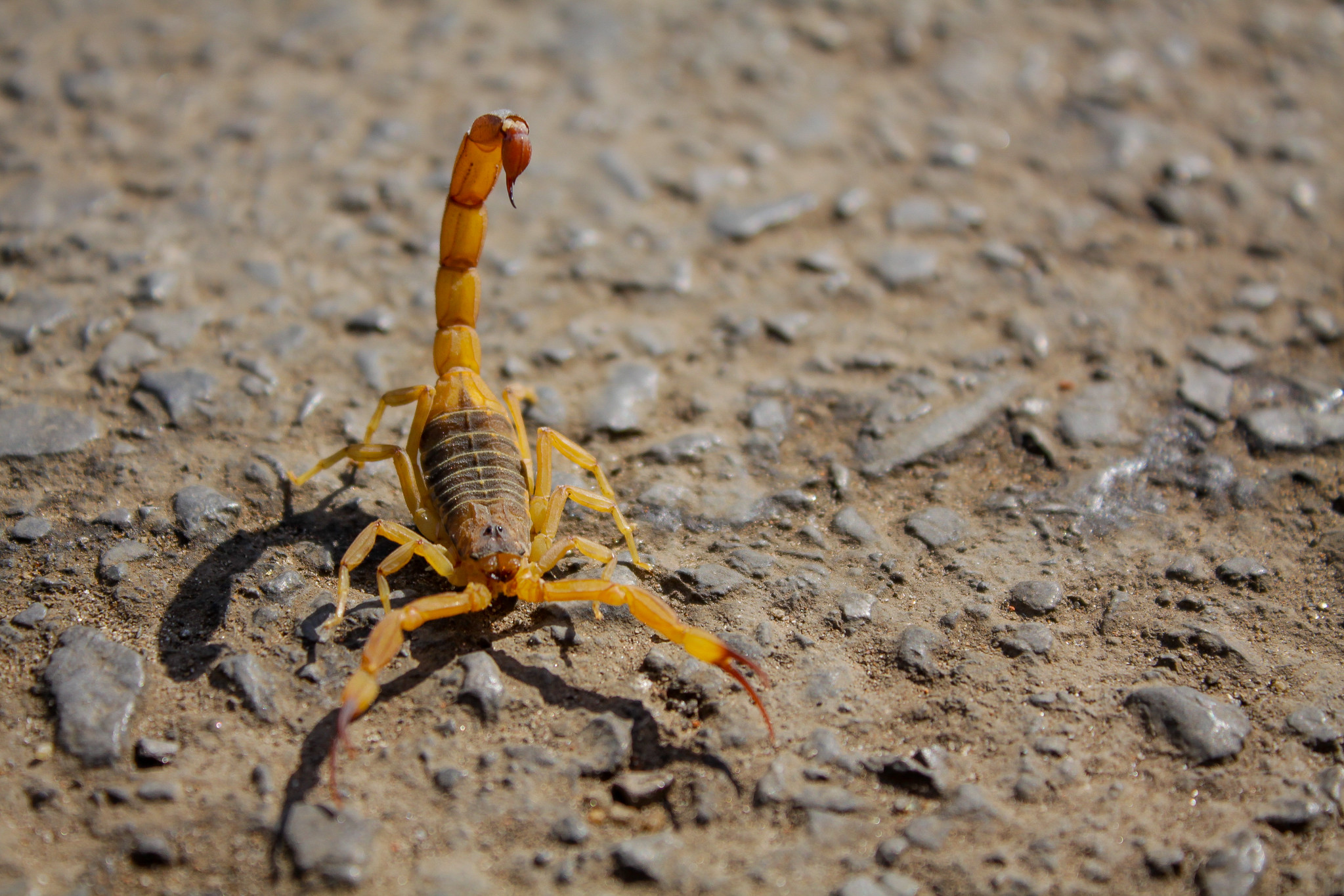 Saiba o que fazer em caso de acidente com escorpiões e como evitá-los