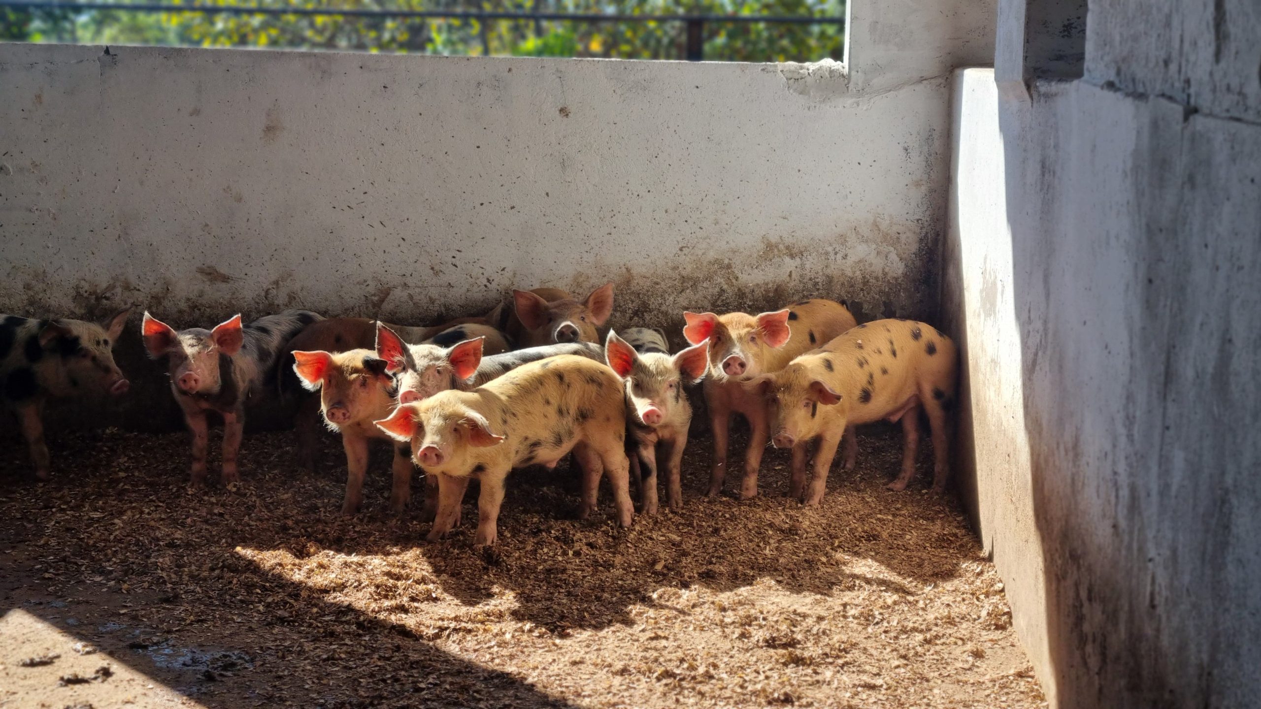 Leilão de suínos está agendado para o dia 29 | Agência Brasília