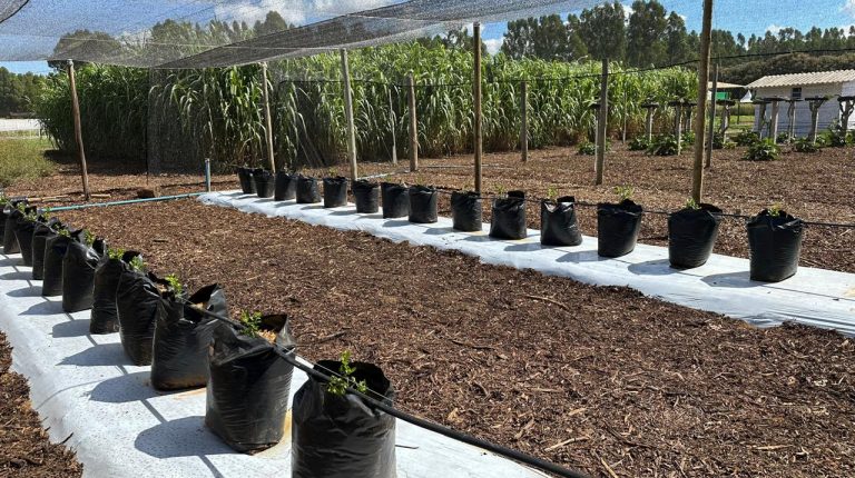 Na AgroBrasília, aprenda a produzir frutas rentáveis em pequenas áreas