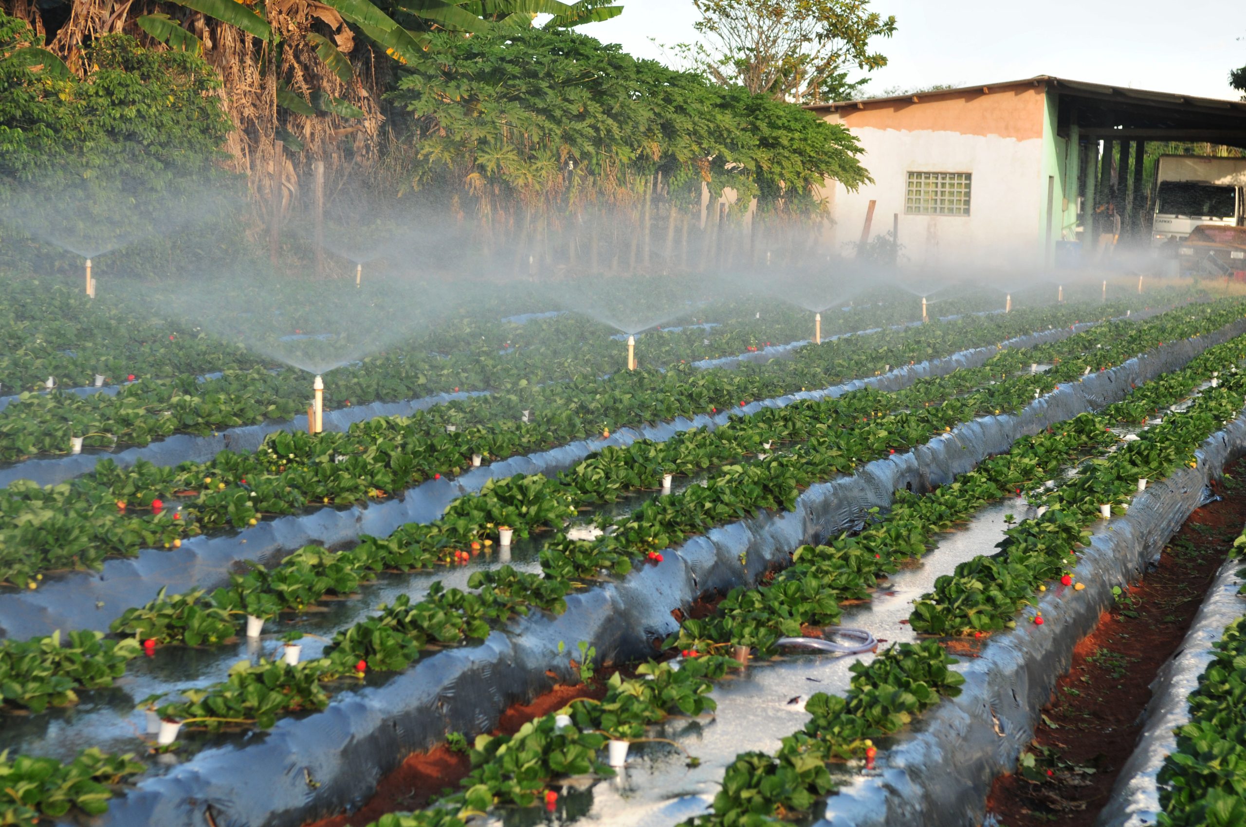 Circuito na AgroBrasília vai mostrar viabilidade da irrigação com água da chuva