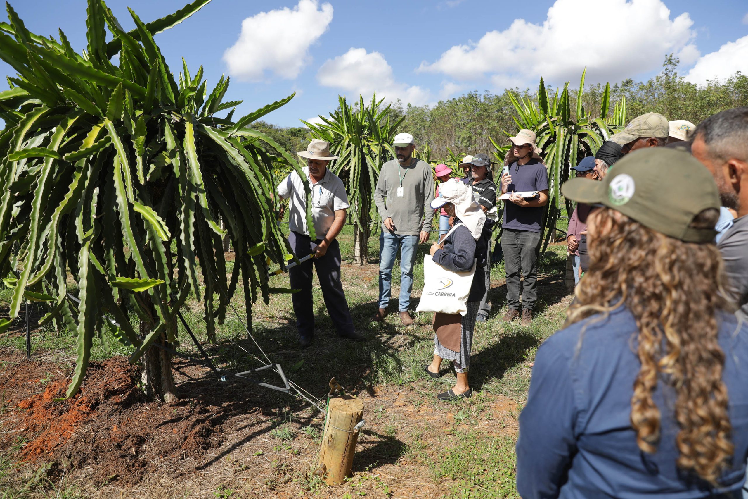 Produtores do Distrito Federal participam de oficina para aperfeiçoar cultivo de pitaya