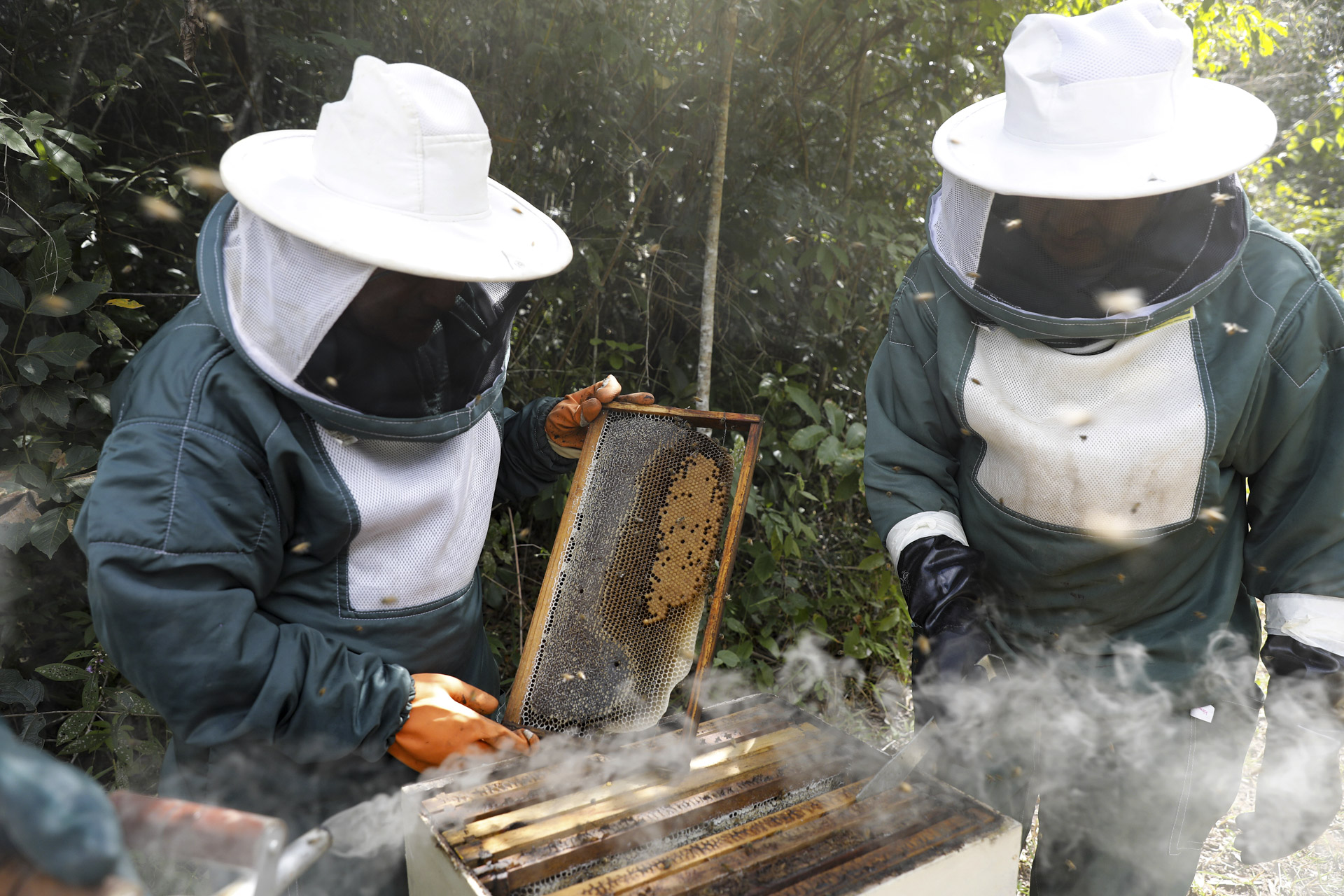 Agro do Quadrado: Produção de mel aumenta 146,9% em cinco anos