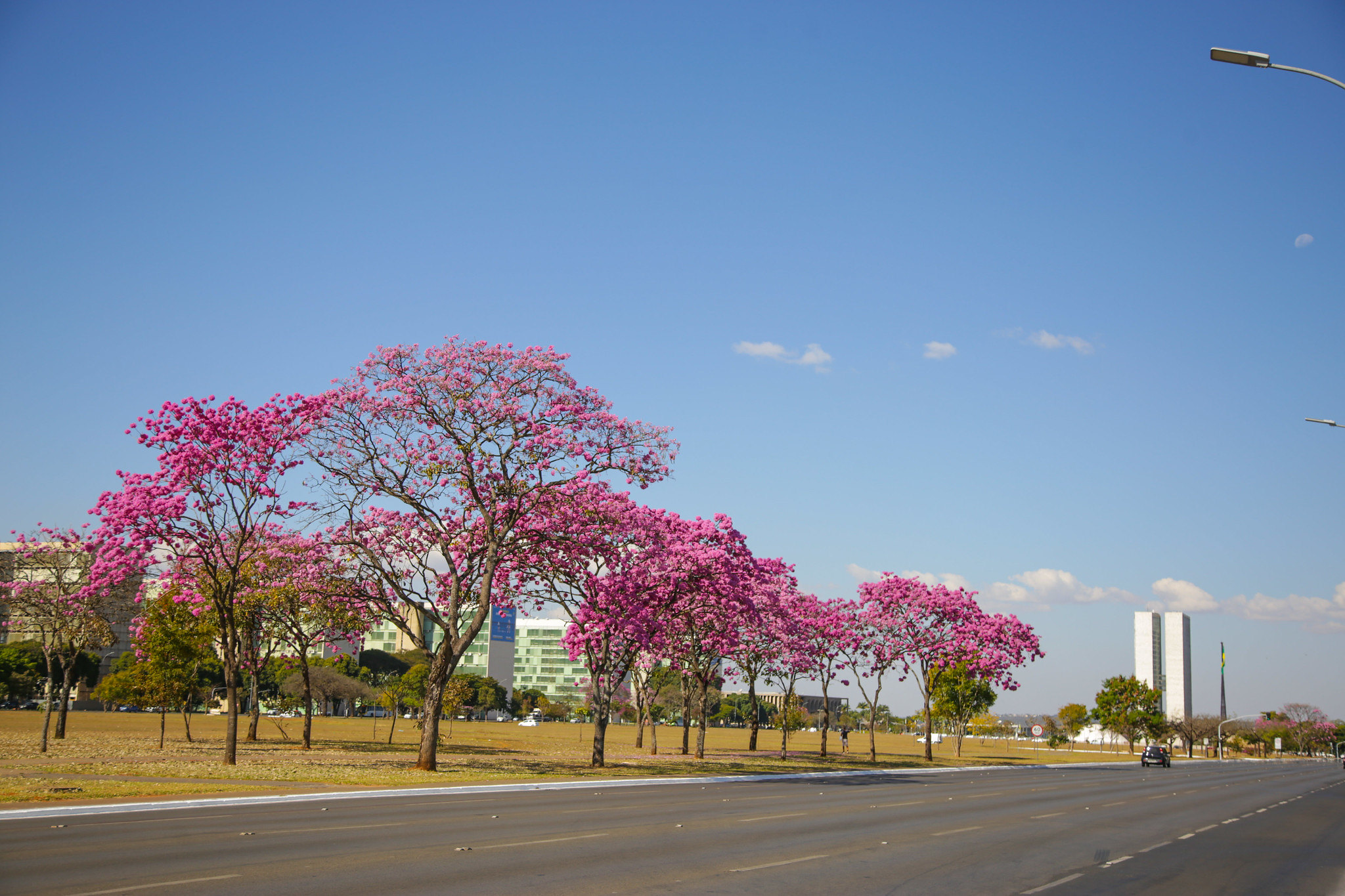 Distrito Federal se prepara para a temporada colorida dos ipês