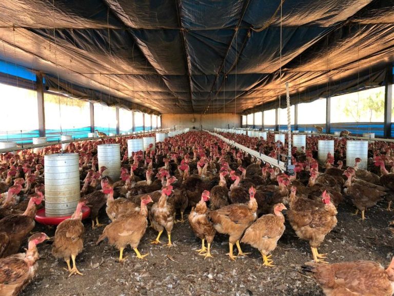 Governo prorroga situação de emergência zoossanitária contra influenza aviária