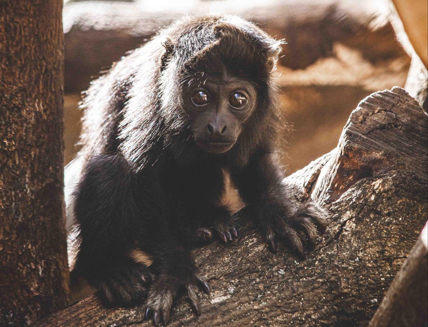 Zoo abre enquete para escolher nome de filhote de bugio-de-mãos-ruivas