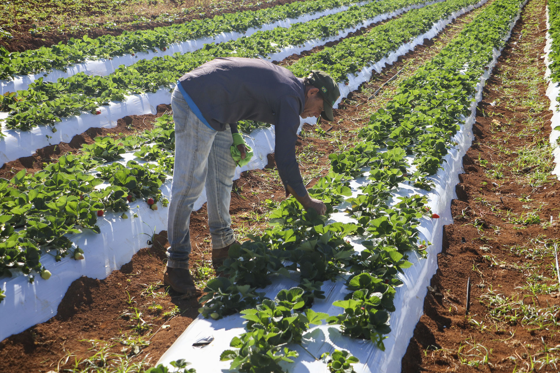 Agro do Quadrado: Crédito rural impulsiona a produção agrícola no Distrito Federal