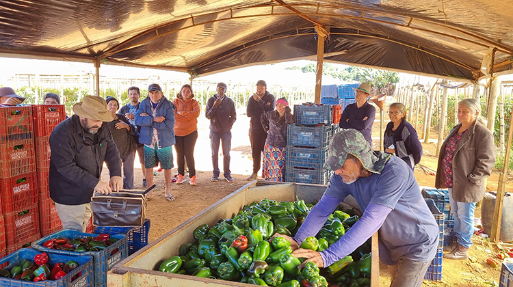 Manejo de hortaliças é destaque na Semana do Produtor Rural de Sobradinho