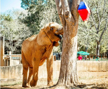 Animais do Zoo recebem enriquecimentos juninos com atividades abertas ao público