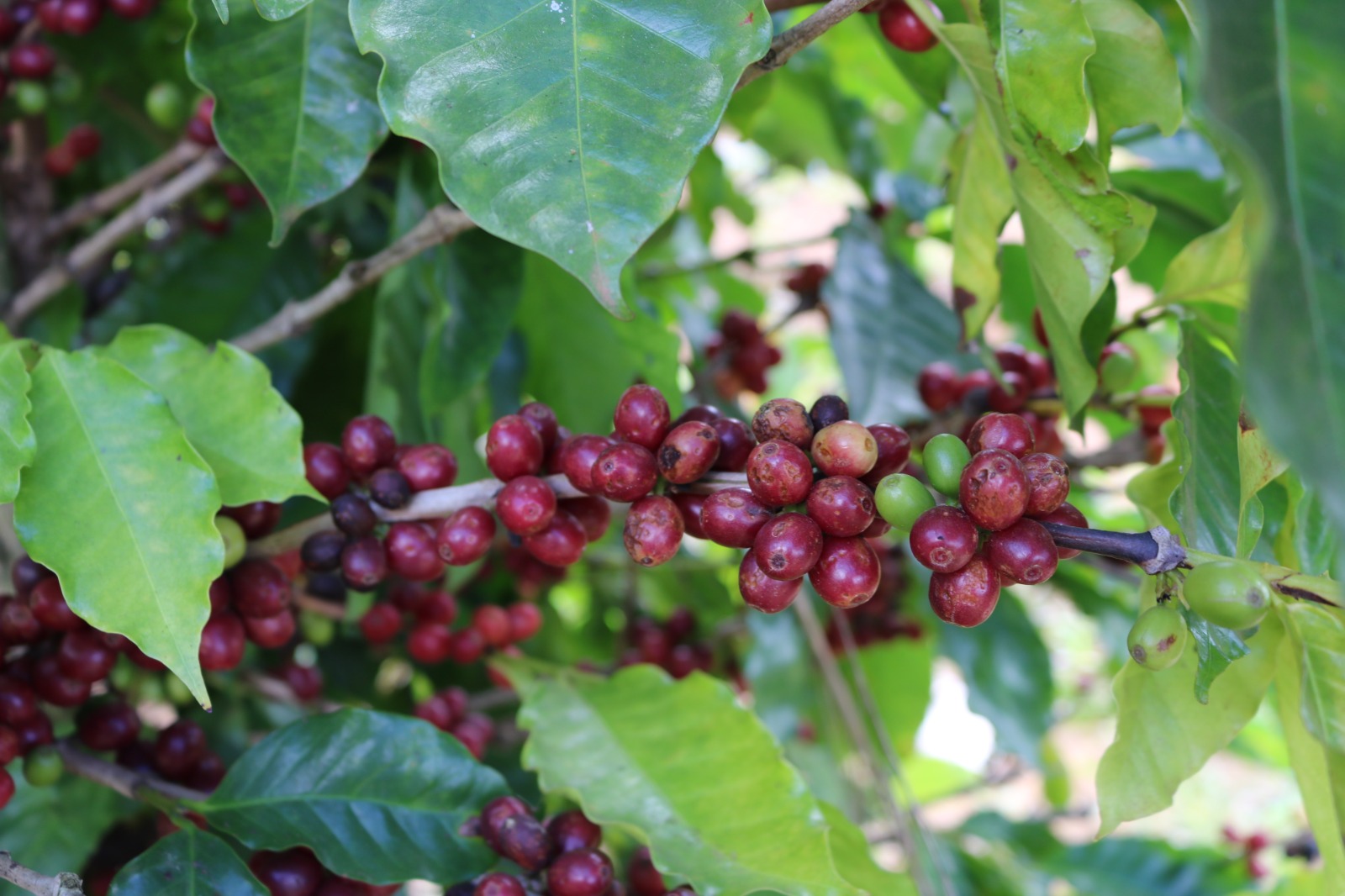 Pesquisa fará diagnóstico da qualidade dos cafés produzidos no Distrito Federal