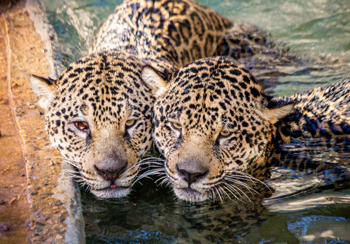 Zoo inaugura tanque de água para onças-pintadas