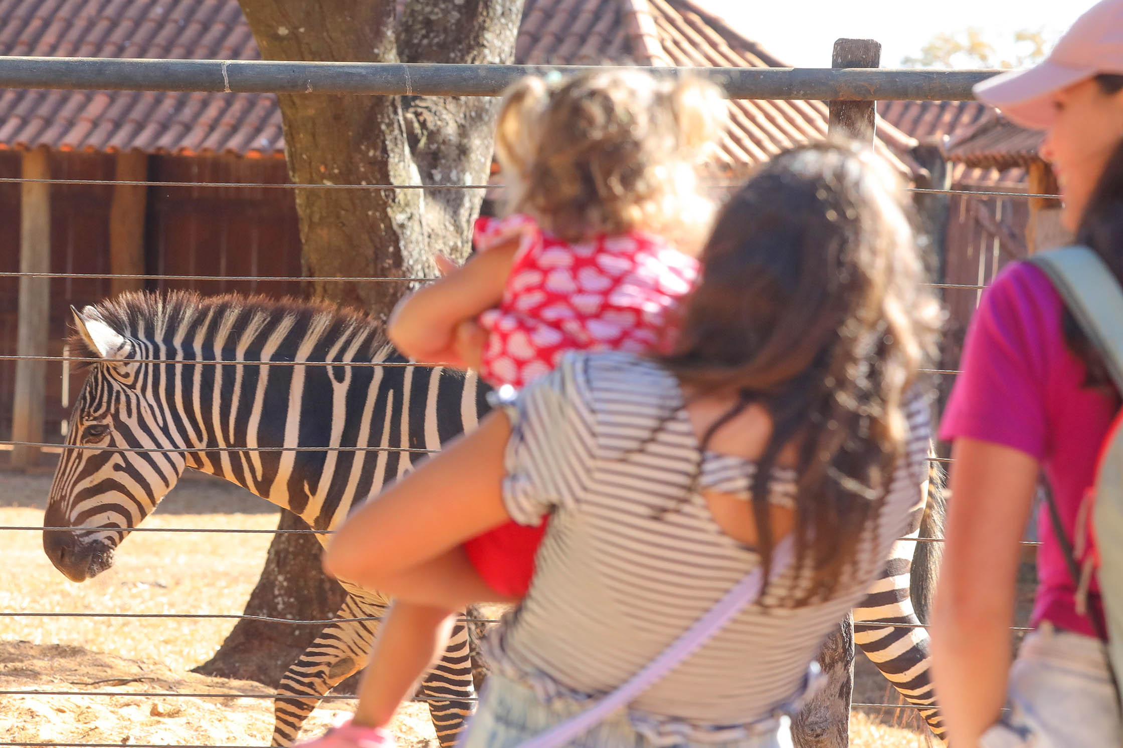 Zoo de Brasília recebe novos animais e faz sucesso com a zebra Ailin