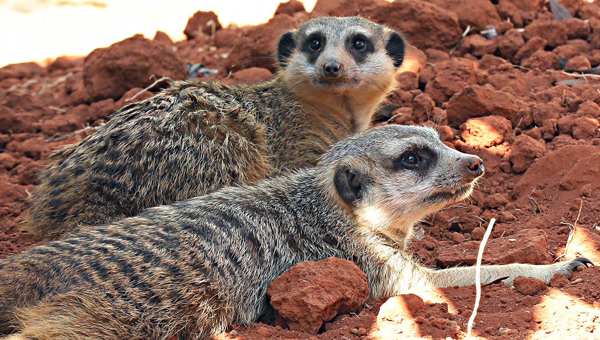 Zoológico abre espaço dos suricatos para visitação