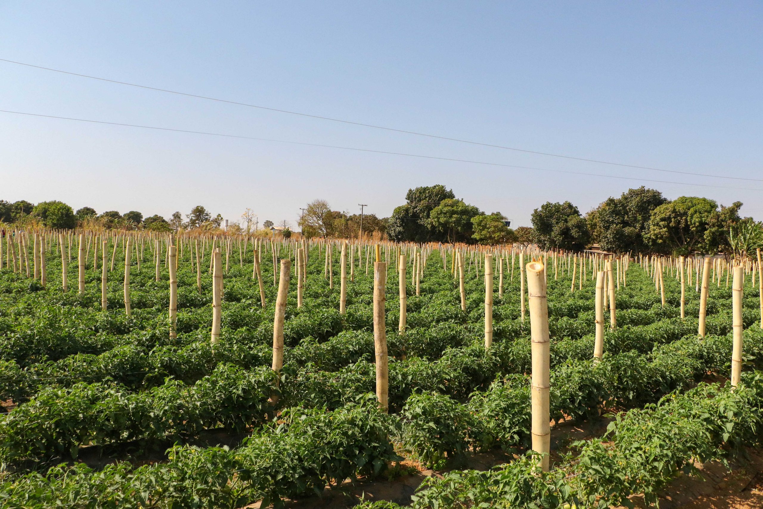 Adubo orgânico: ouro verde produzido pelo SLU impulsiona produção agrícola no DF