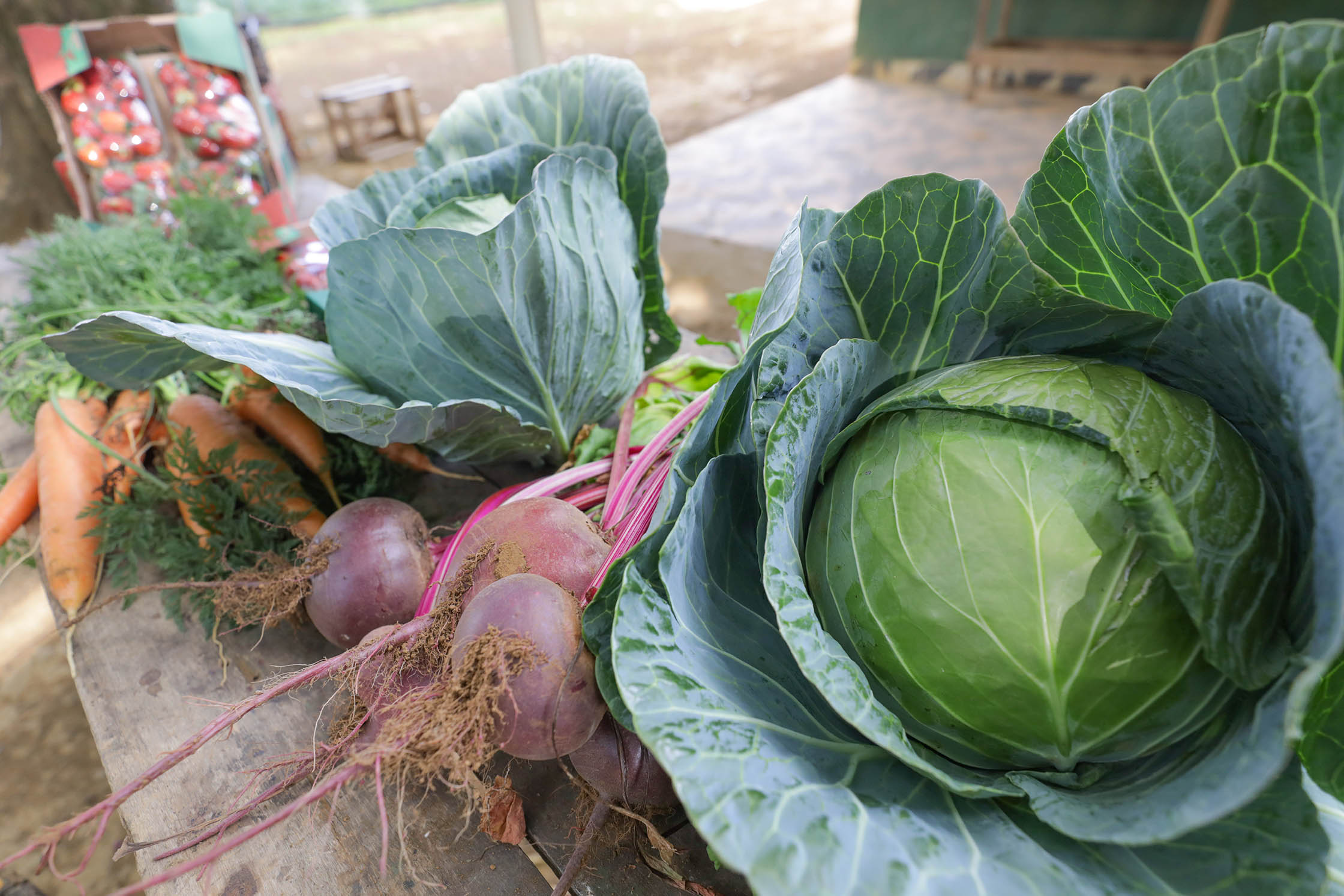 DF fará maior compra de alimentos da agricultura familiar para escolas da história