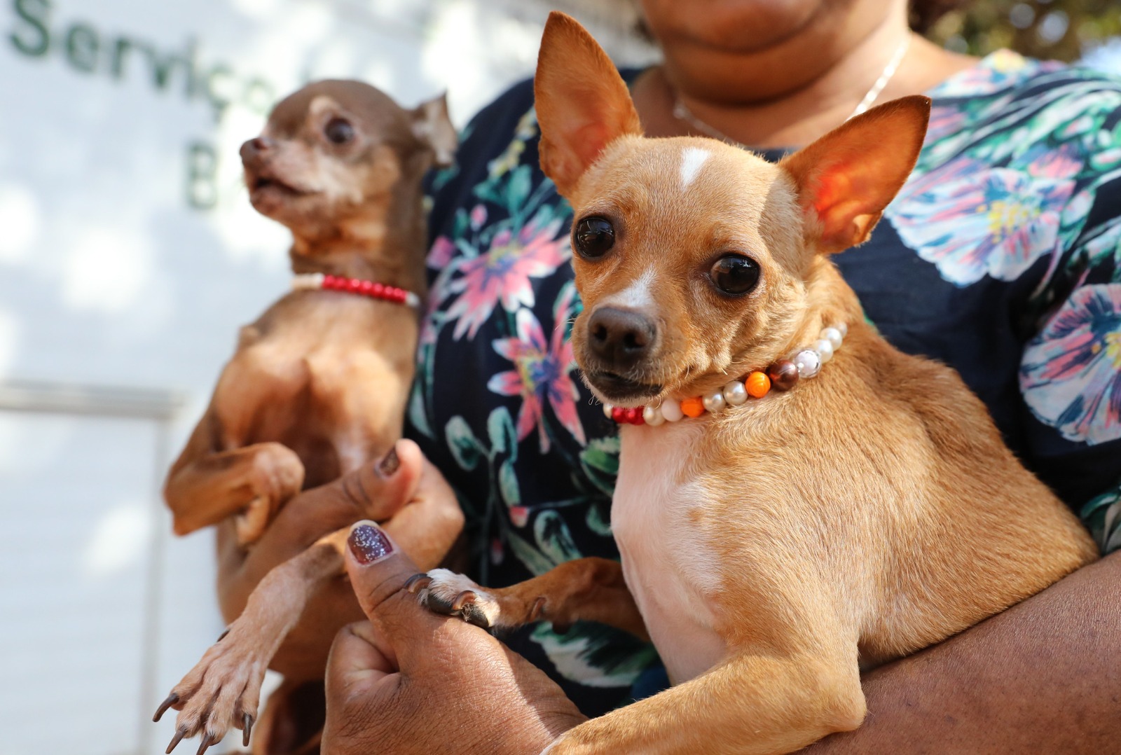 Campanha mensal de castração gratuita do GDF beneficiará 1.056 pets