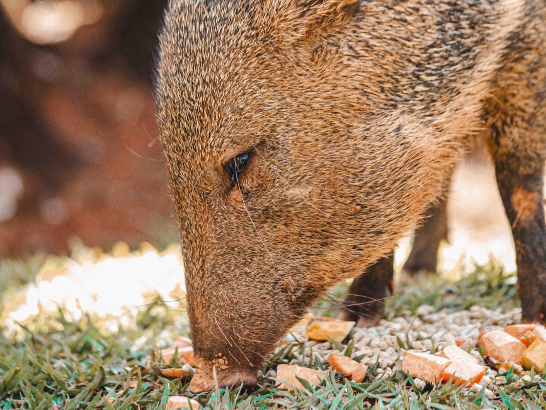 Zoológico de Brasília recebe fêmea de cateto criada como animal doméstico