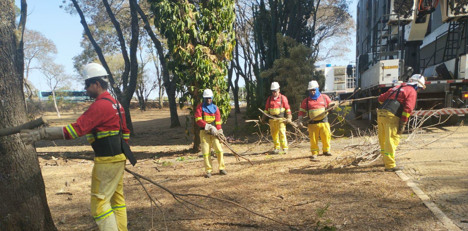 Ações de podas preventivas para o período chuvoso alcançam mais de 900 intervenções