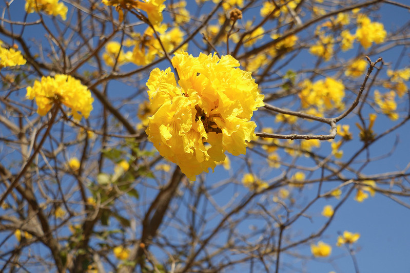 Semana do Cerrado reforça a importância da preservação do bioma mais biodiverso do mundo