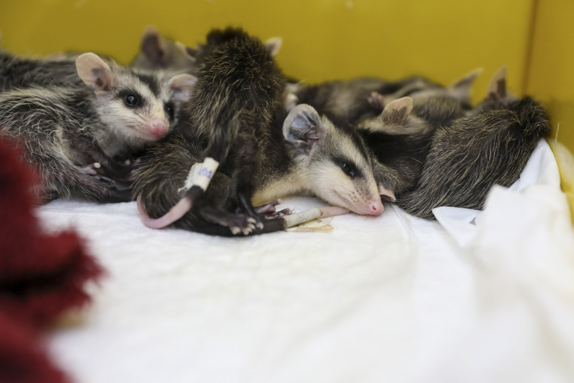 Animais resgatados dos incêndios florestais recebem tratamento do GDF