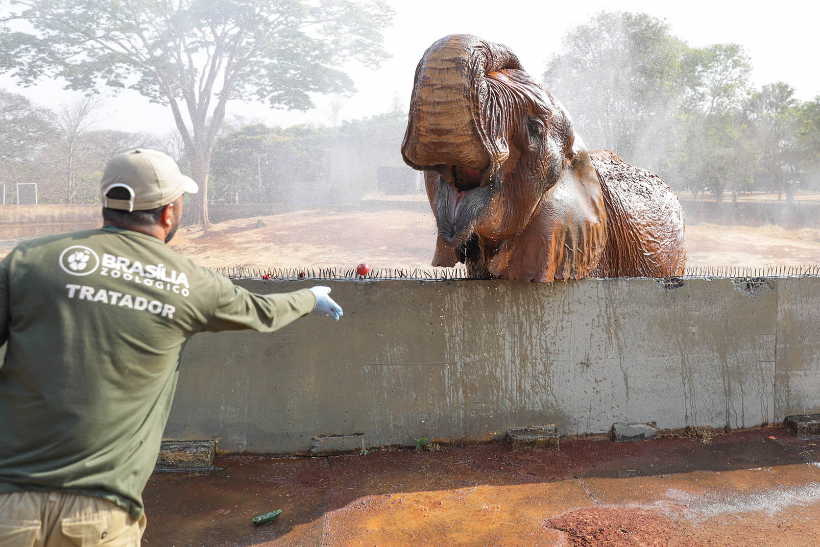 Frescor em meio à seca: os cuidados do Zoológico de Brasília com os animais