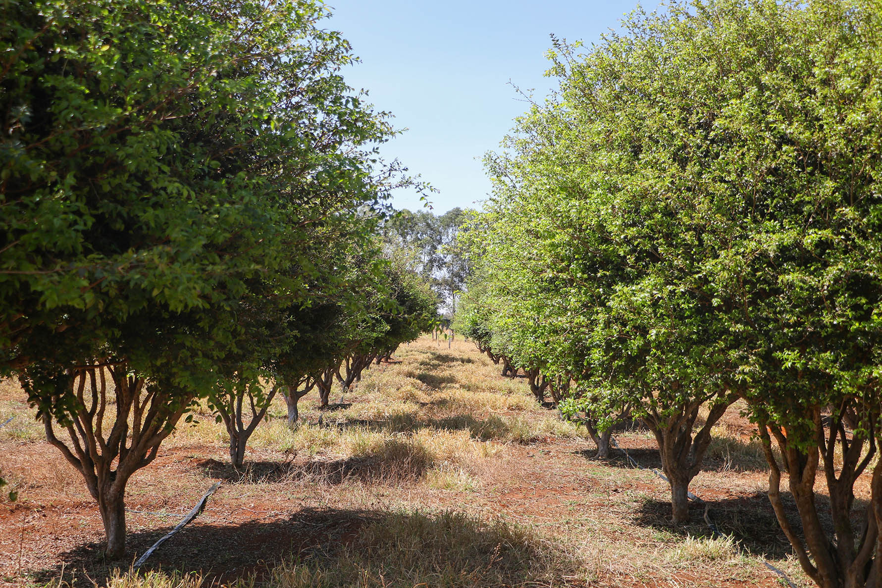 GDF impulsiona cultivo de jabuticaba no DF com suporte técnico a produtores rurais