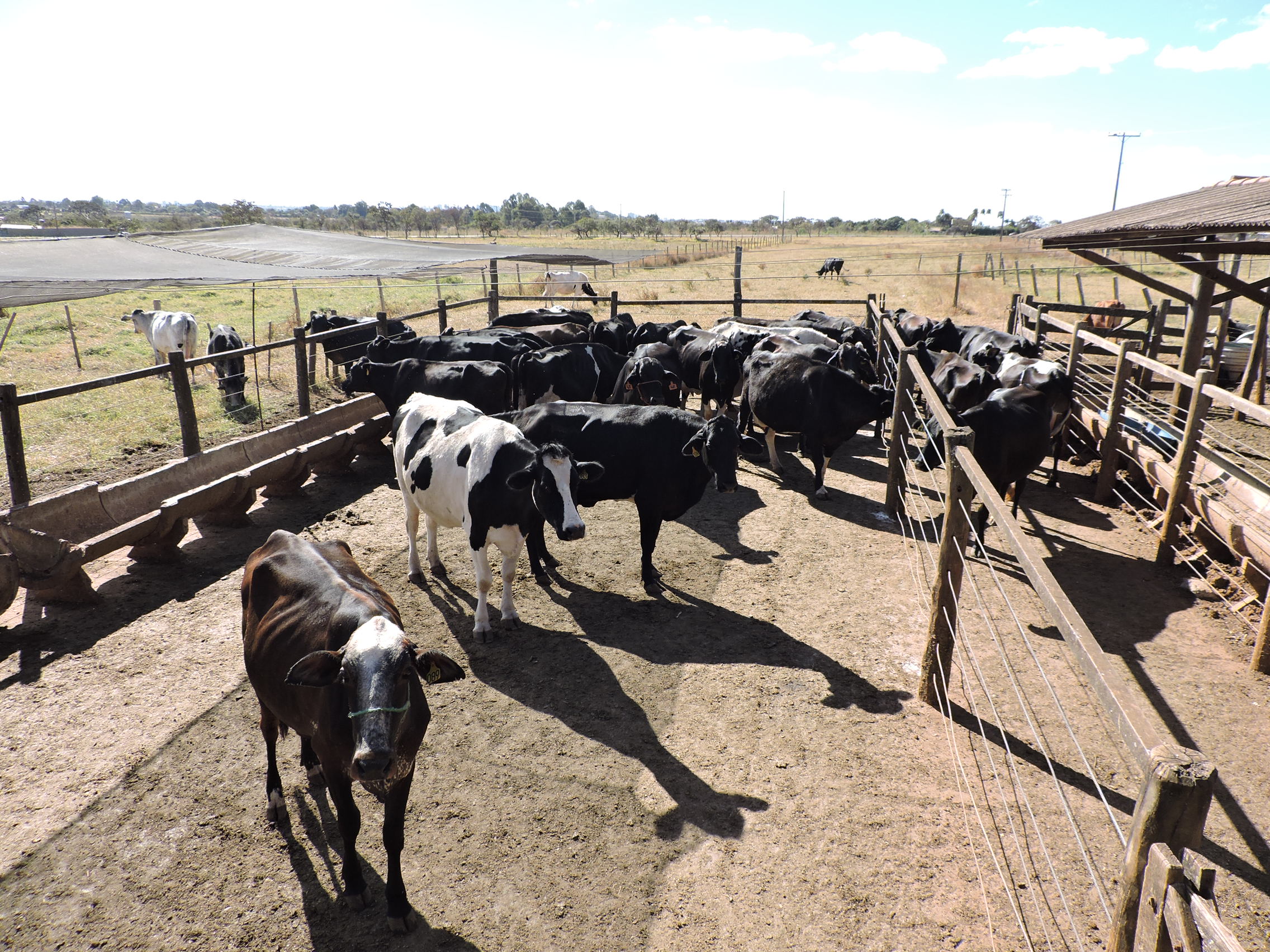 Começa nesta quarta (11) o Seminário de Pecuária Orgânica e de Base Agroecológica