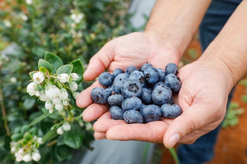 Berry Day 2024: workshop aborda potencialidades e desafios do cultivo de frutas vermelhas no DF