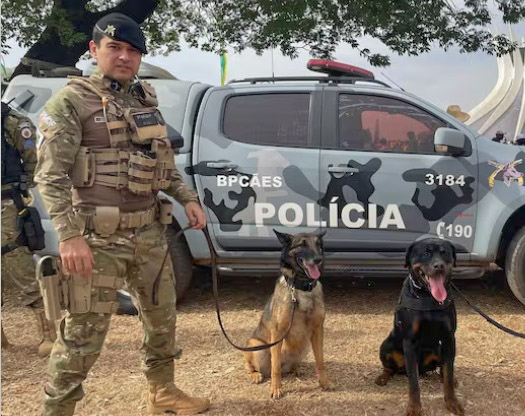 7 de Setembro: Cães treinados pela PMDF atuam na identificação de explosivos na Esplanada