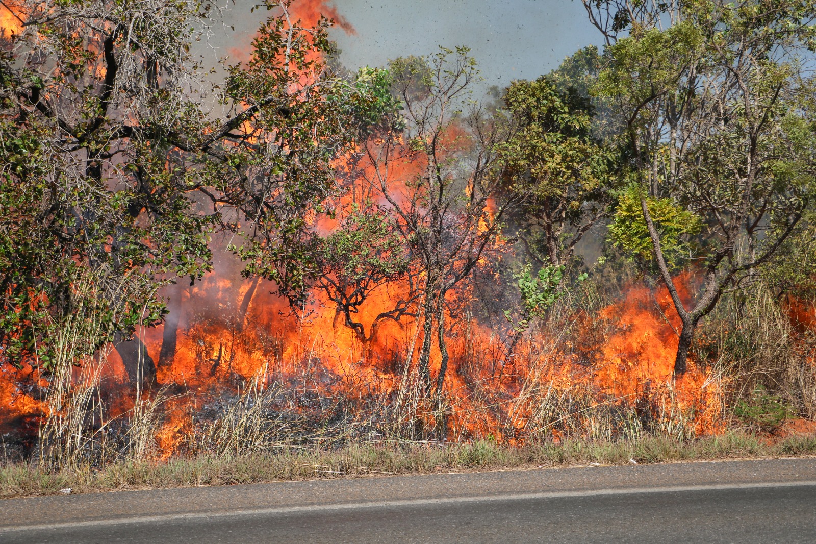 Polícia Civil investiga incêndio criminoso em área de vegetação do Gama