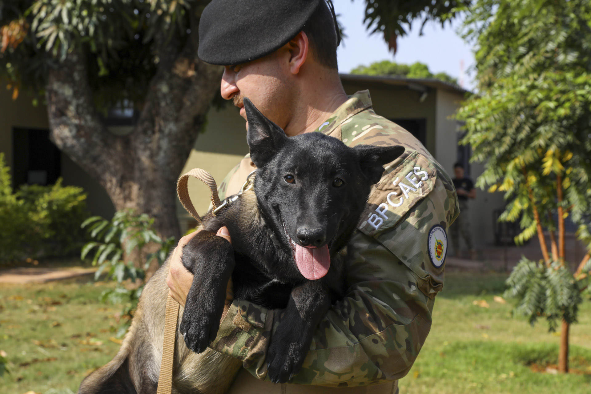 BPCães treina 20 caninos para atividades policiais, incluindo dois novos filhotes