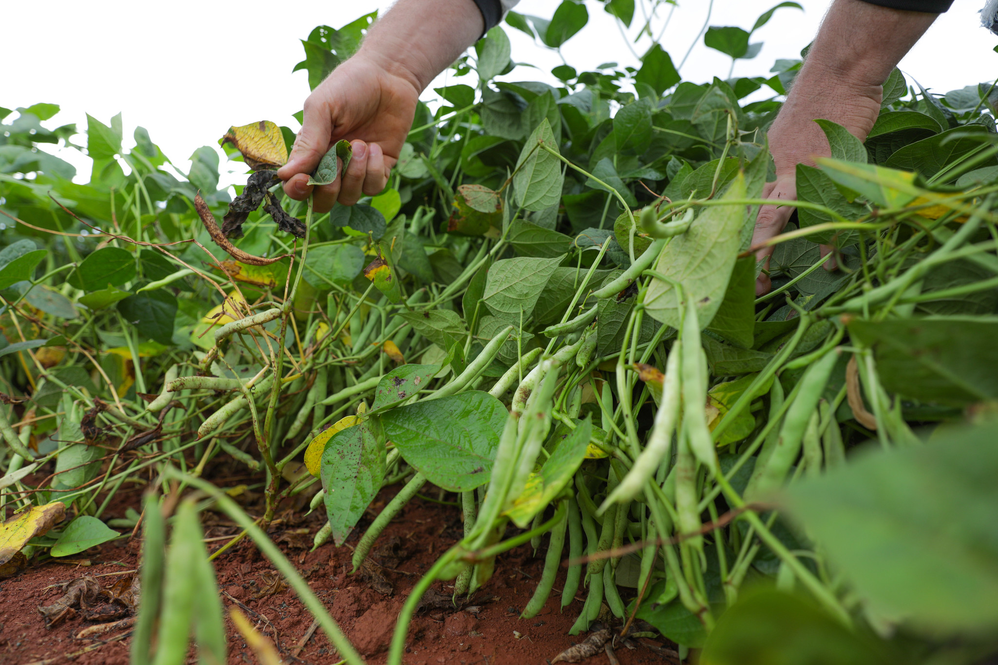 DF se destaca como referência nacional em produção agrícola