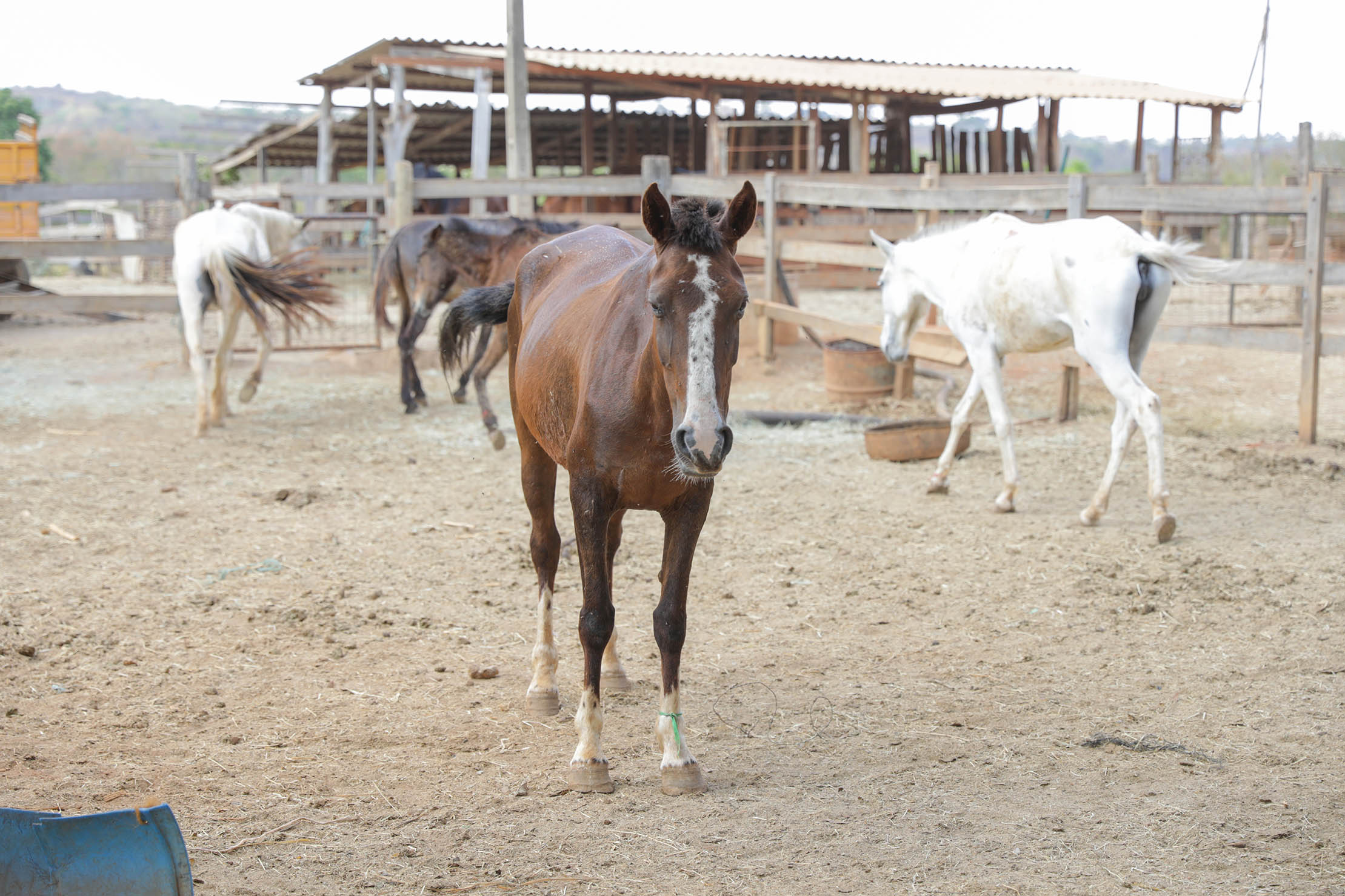 Programa de adoção dá novos lares a animais de grande porte no Distrito Federal