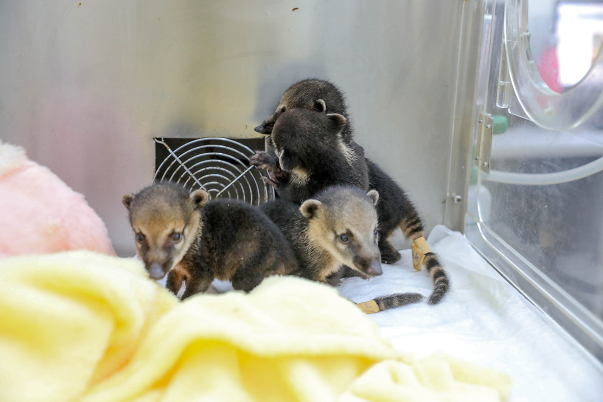 Filhotes de quatis encontrados no Parque Nacional recebem cuidados do Hospital da Fauna Silvestre do Distrito Federal