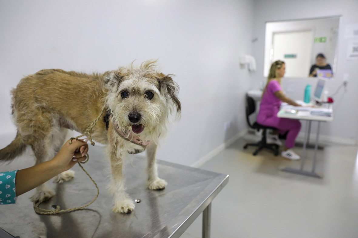 Outubro Rosa Pet: GDF garante tratamento gratuito de câncer de mama para animais domésticos