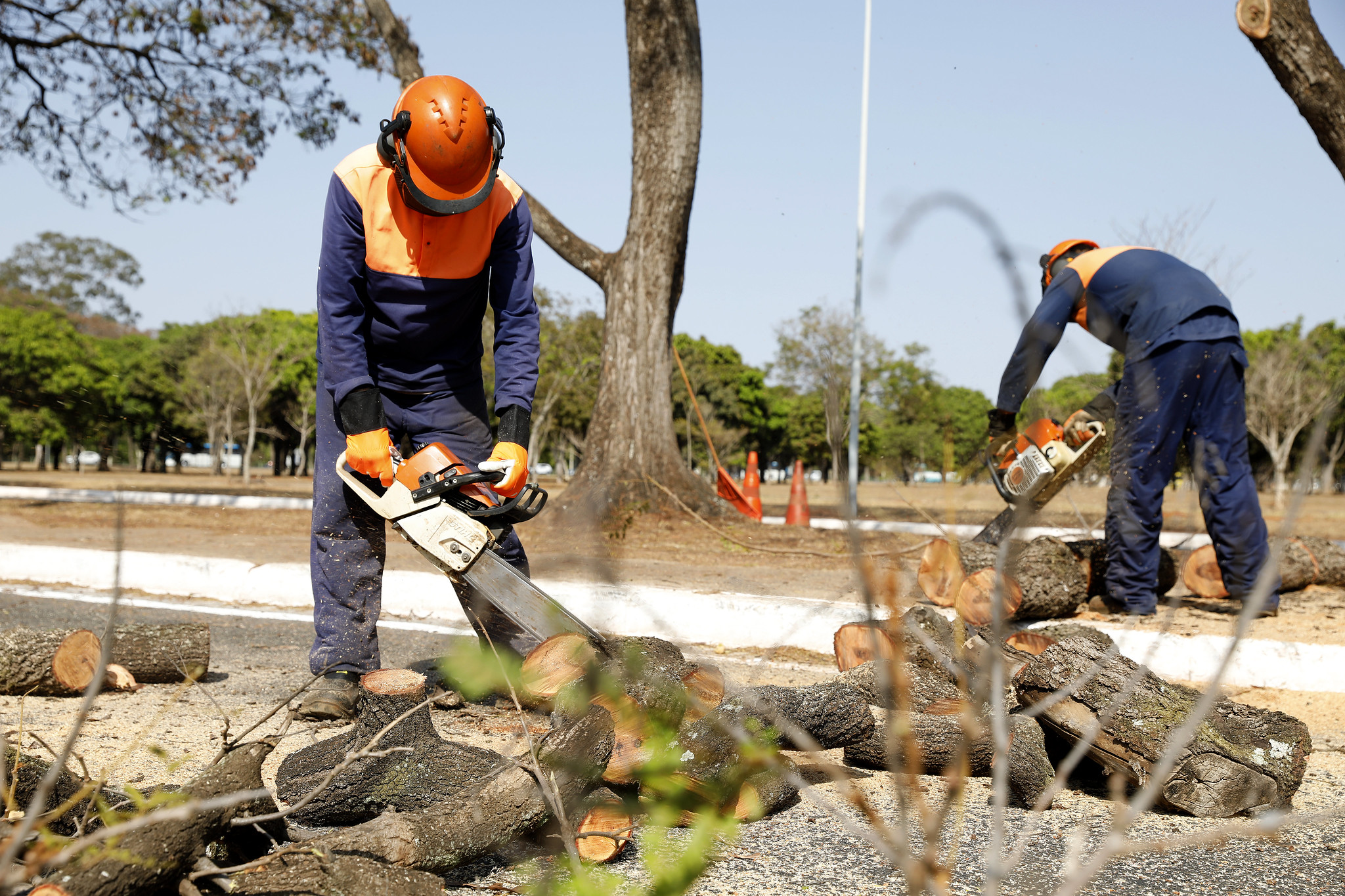 Saiba como solicitar podas e remoção de árvores mortas para evitar riscos de quedas