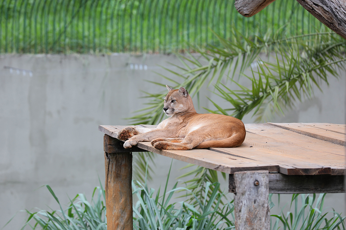 Onças-pardas retornam ao Zoológico de Brasília após ambiente ser reformado