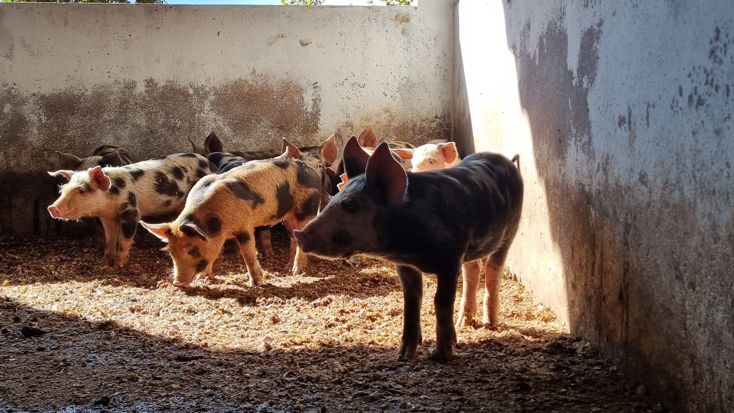 Bens semoventes serão leiloados no dia 4 de dezembro