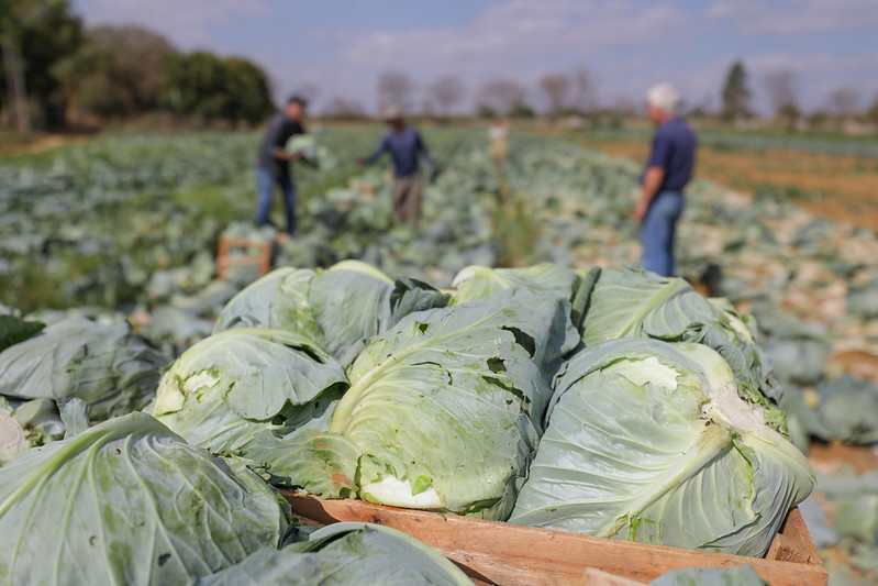 Programas do GDF fortalecem pequenos produtores e a segurança alimentar