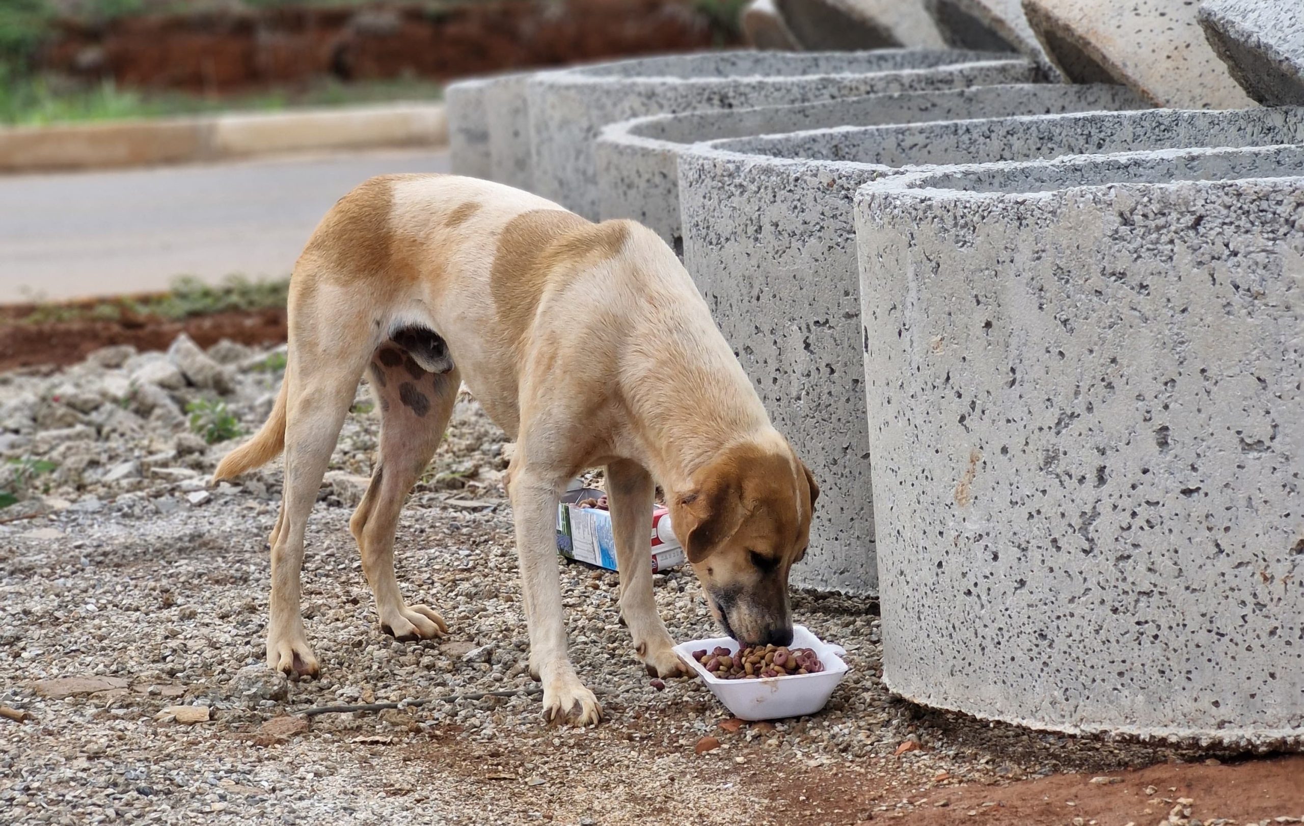 Publicado chamamento público para formação do Comitê de Proteção Animal