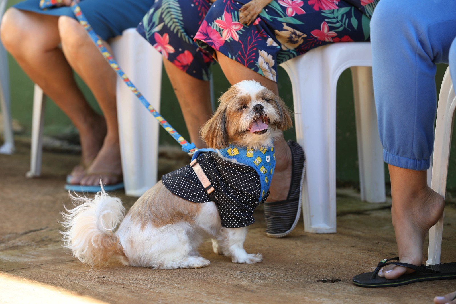 Campanha mensal de castração gratuita do GDF atenderá 588 pets