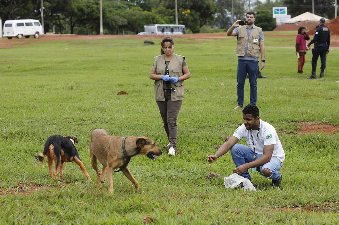 Dezembro Verde: a importância do combate ao abandono de animais