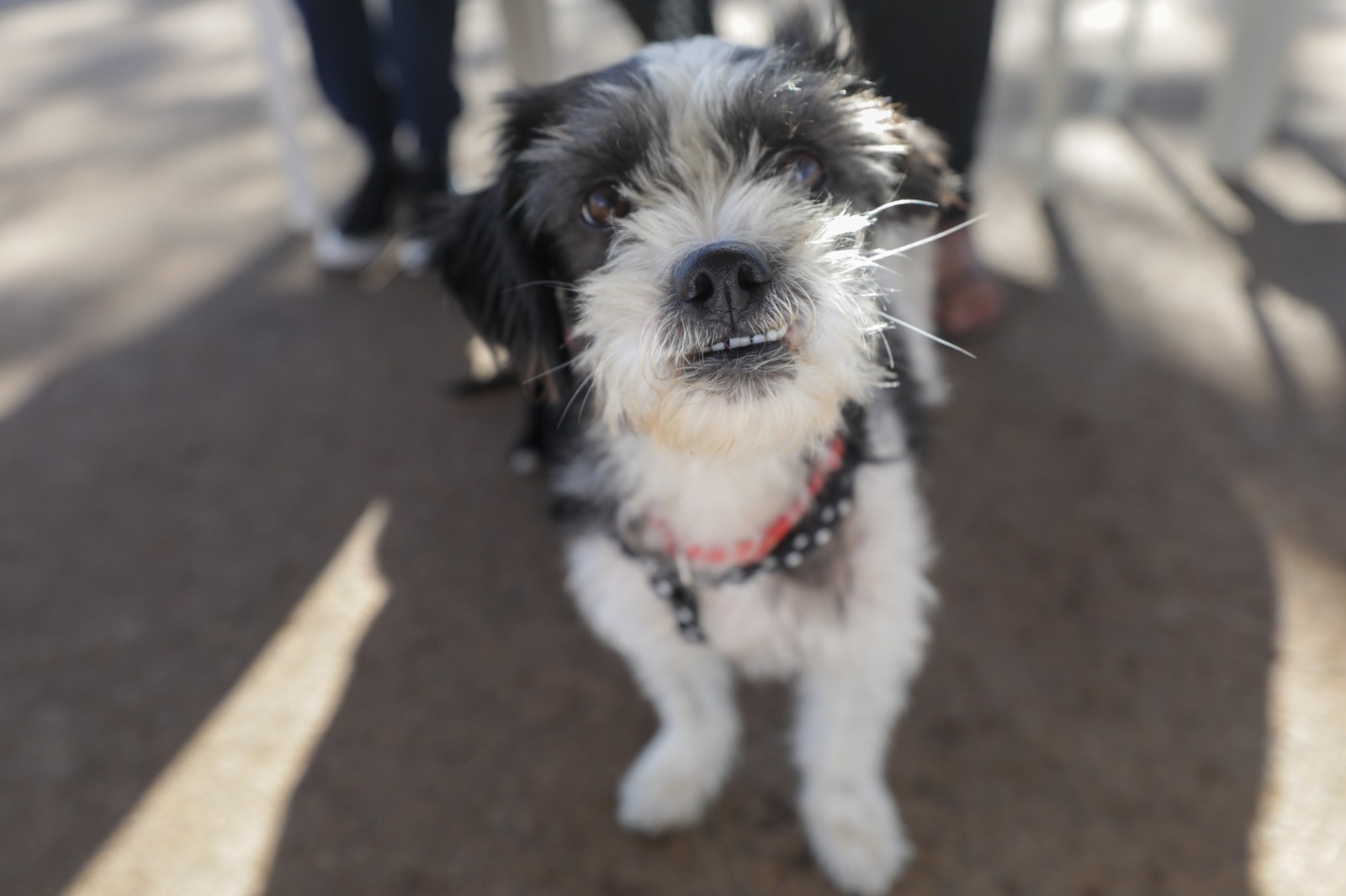 Evento com foco na proteção de animais será realizado no Parque da Cidade