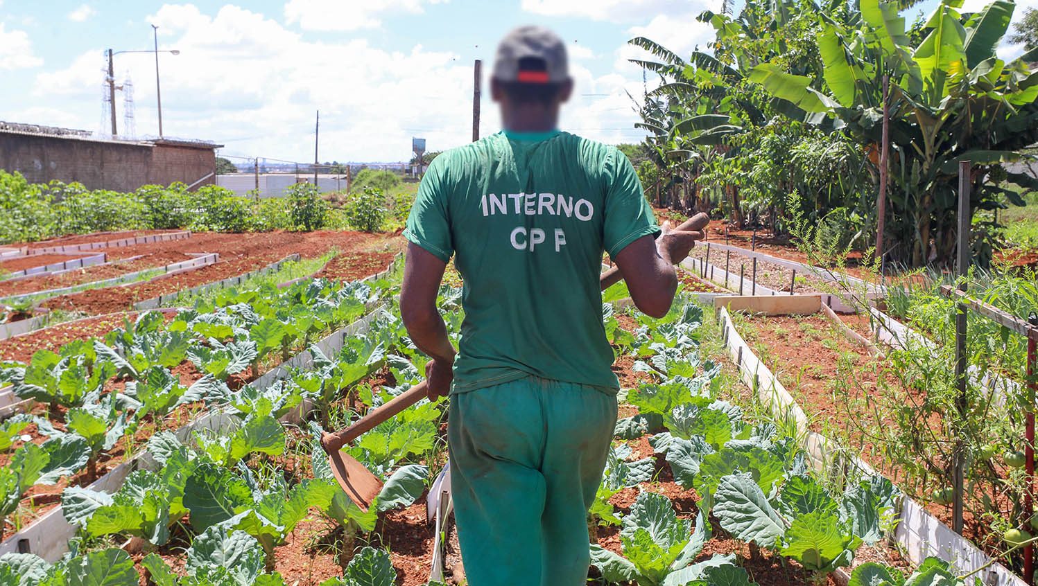 Horta contribui com ressocialização de custodiados e oferece alimentos de qualidade a instituições sociais 