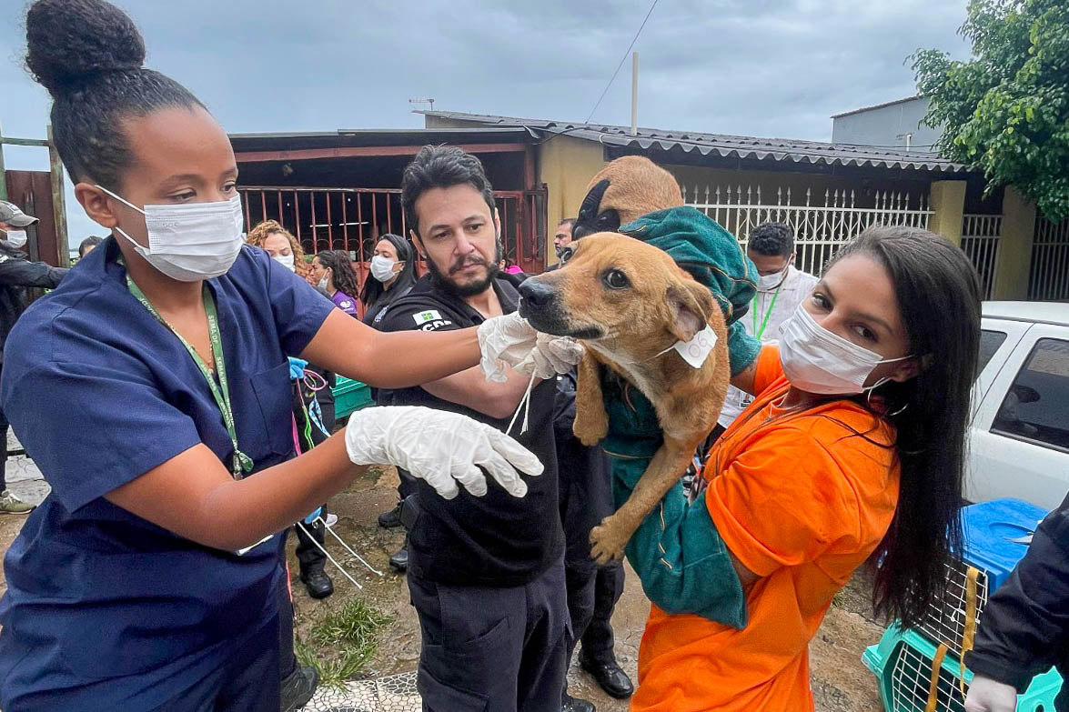 Operação conjunta do GDF resgata cerca de 100 cães em condições insalubres em residência na Candangolândia