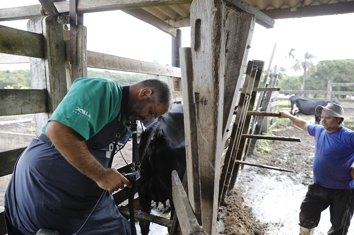 Melhoramento genético de gado aumenta produtividade e traz sustentabilidade a propriedades rurais do DF