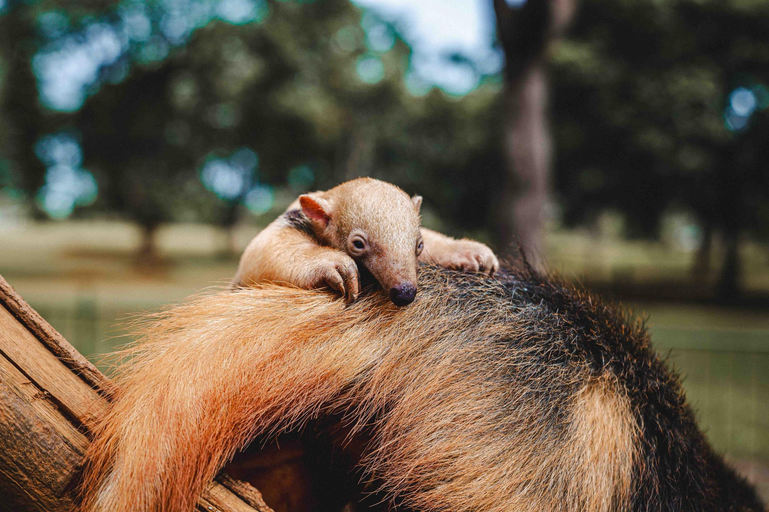 Nascimento de tamanduá-mirim no Zoo reforça engajamento na conservação