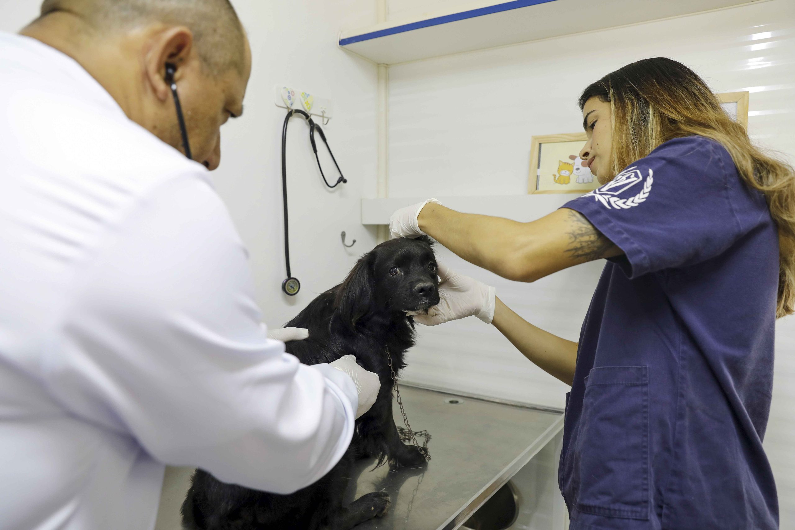 Hvep Móvel desembarca na Estrutural para exames e atendimentos gratuitos a cães e gatos