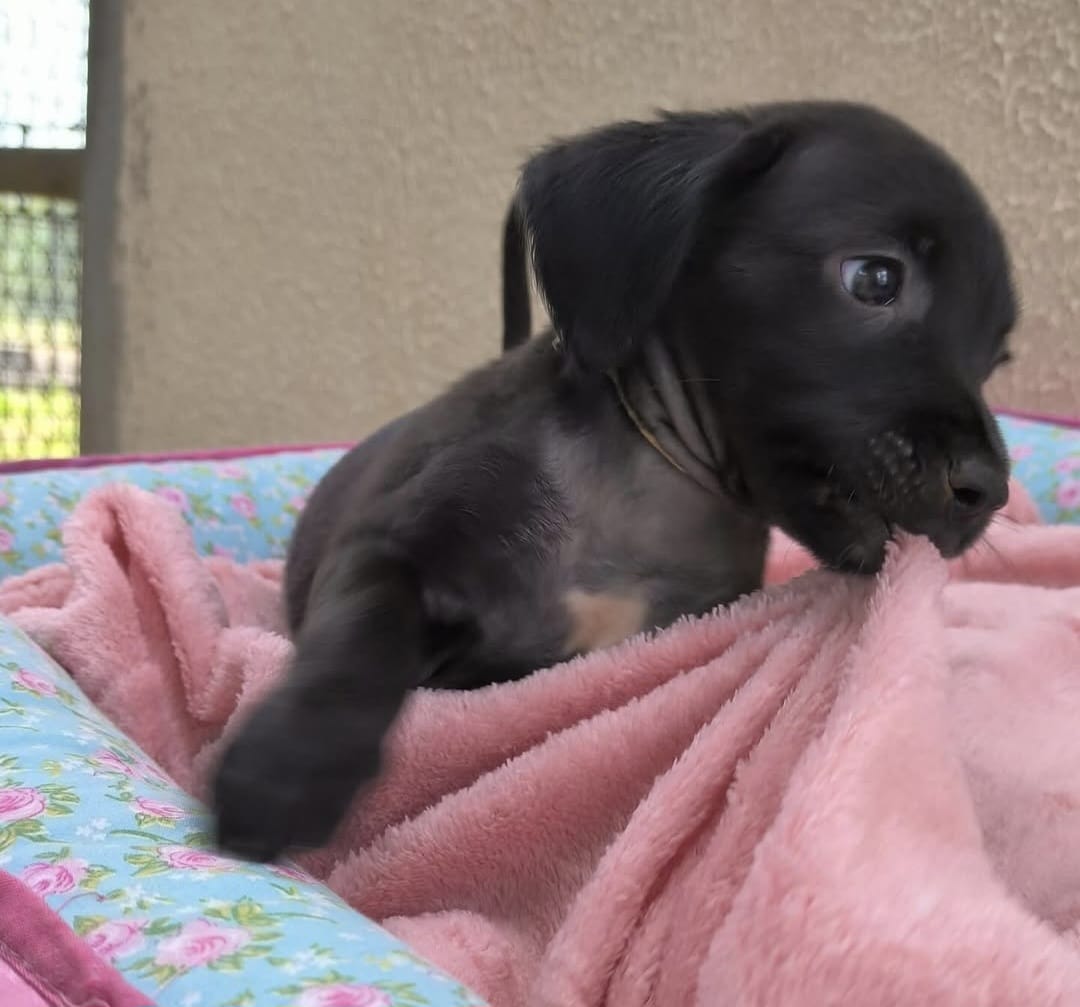 Feirinha de adoção neste sábado (15) busca famílias para pets