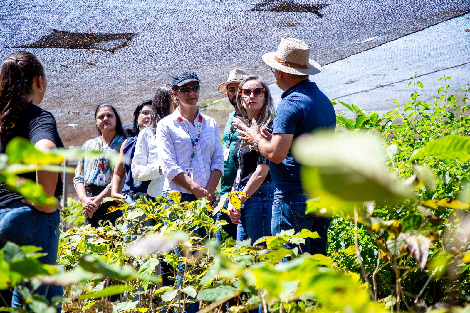 Cultivo na fazenda da Papuda viabiliza produção de mais de 50 mil fitoterápicos